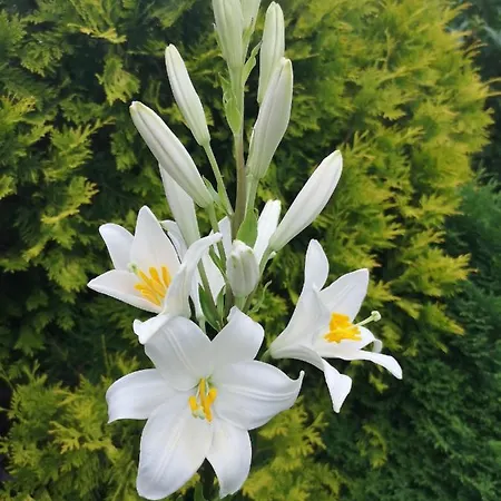 Hanspaulka Garden 公寓 布拉格