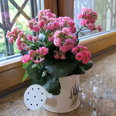 公寓 Hanspaulka Garden 布拉格